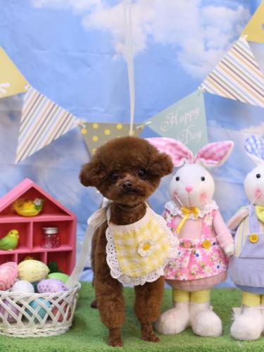 20240327ルイちゃん